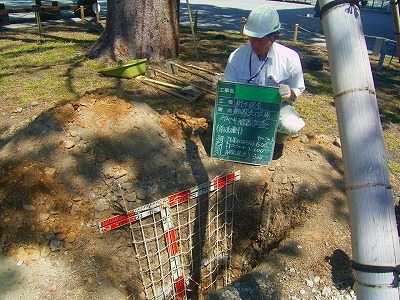 静岡駅ケヤキ樹木診断